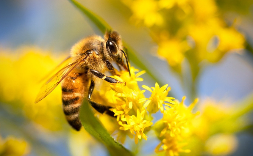 Conférence &quot;Les secrets de la pollinisation&quot;