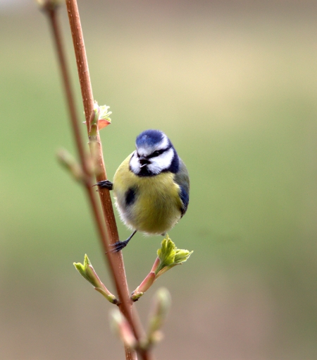 Atlas de la Biodiversité Communale (ABC) // Présentation du projet